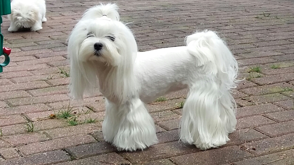 Magic in white Malteser Bildergalerie